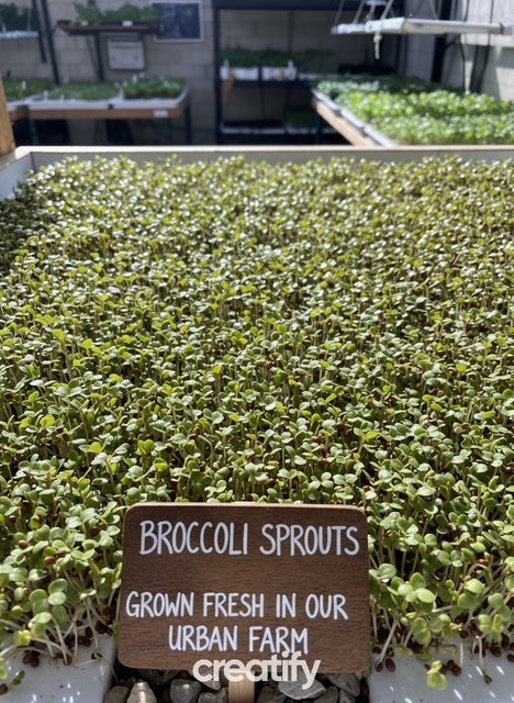 brocolli microgreens powder excellent source of sulforaphane grown in golden colorado powdered broc health