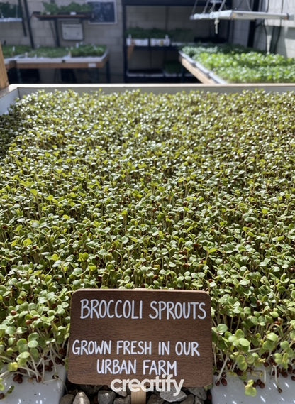 brocolli microgreens powder excellent source of sulforaphane grown in golden colorado powdered broc health